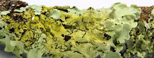 lichens