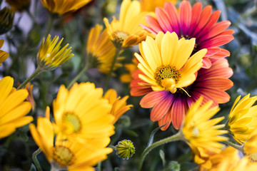 yellow daisy flowers in spring warm colors season environmental