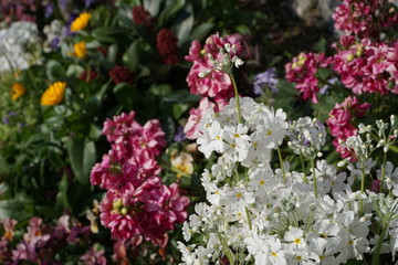 flowers in the garden