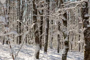 winter time and snow in the forest