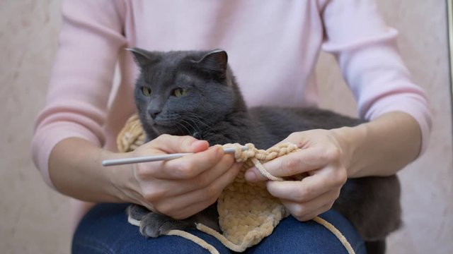 The cat lies on the girl&rsquo;s lap, watches the crochet hook