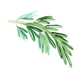 watercolor rosemary branch on white background. Green herbs spices for kitchen decoration, menu design, print