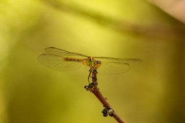 Dragonfly on branch. Close up photo. Selective focus. Summer, wild nature and ecological concept photo.