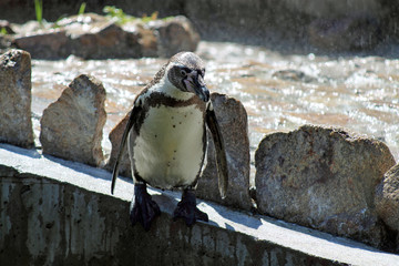 Pinguine 