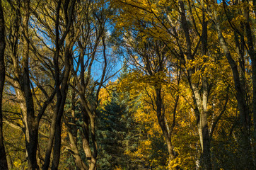 Golden autumn in a beautiful city park. Yellow trees in a mirror reflection of a blue lake. Krestovsky city park. Autumn park with green grass. SPb, Russia, October 17, 2019