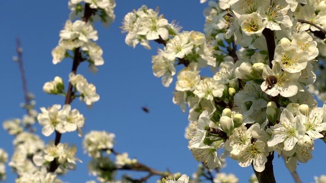 Frühling -  Biene sammelt Nektar auf  Kirschblüten, Nahaufnahme in Zeitraffer