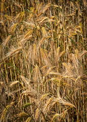 Barley Crop