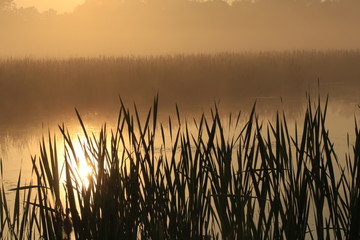Pond Sunrise