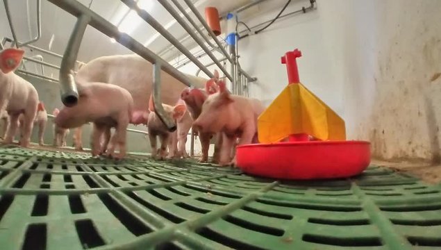 Konventionelle Schweinehaltung - neugierige Ferkel in einer modernen Bewegungsbucht