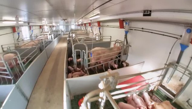 Landwirtschaft - Schweinehaltung, Blick in ein umgebautes Abferkelabteil mit tierfreundlichen Bewegungsbuchten