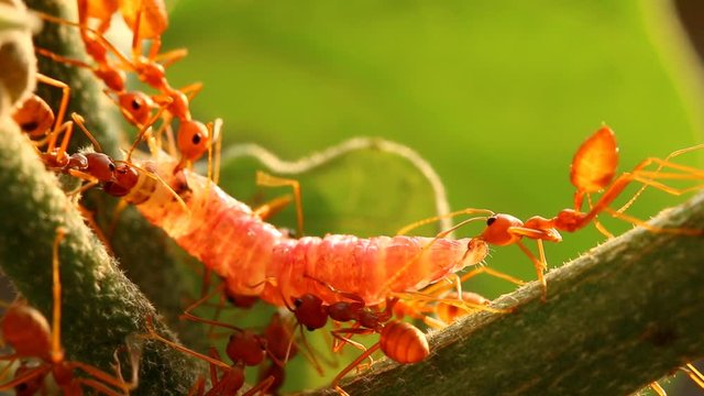 Ants biting and pulling worm on tree branch, outdoor  Chiangmai Thailand