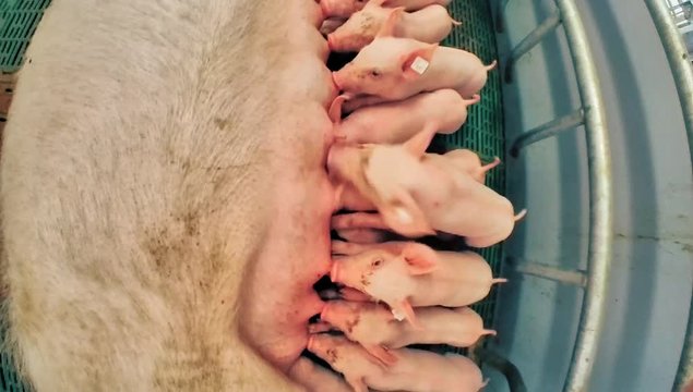 Schweinehaltung - säugende Sau mit Ferkel im modernen Bewegungs-Abferkelstall
