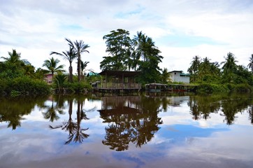 Fototapeta na wymiar palm trees on the river Borneo