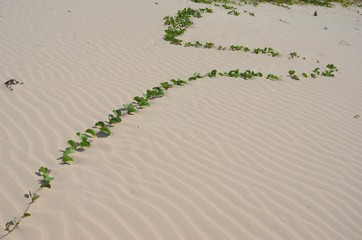 plant on the beach