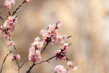 A branch of blossoming sakura in soft focus. Copy space