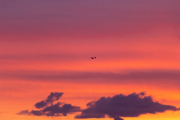cloudy morning sky with bird