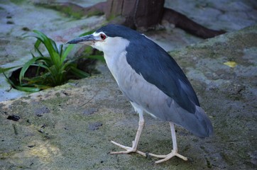 Nycticorax