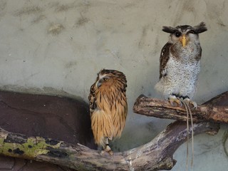 Owls 