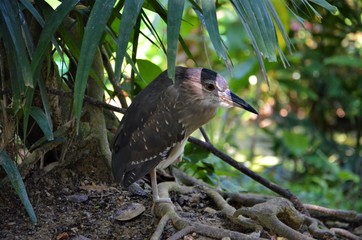 Nycticorax