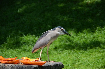 Nycticorax