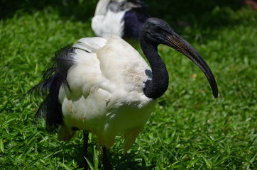 black ibis