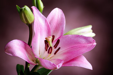 Fototapeta na wymiar Closeup of a Purple Lily Flower