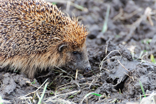 hedgehog in grass - egel