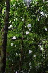 White leaves in Borneo in the rainforest
