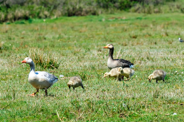 ducks on grass