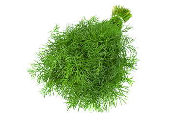 Dill herb bunch