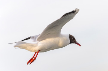 seagull isolated on white background
