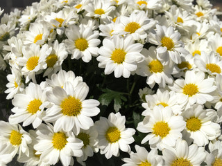 Bouquet of daisies.