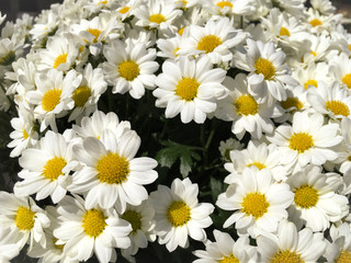Fototapeta premium Bouquet of daisies.