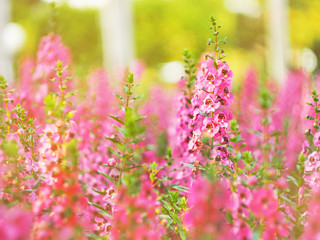 Obraz premium colourfull of flower and lilly garden sweet and macro style