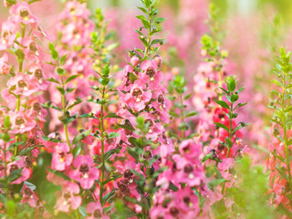 colourfull of flower and lilly garden sweet and macro style