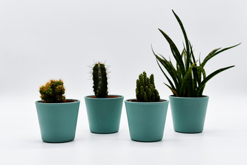 Four different types of cactus in pastel-colored pots