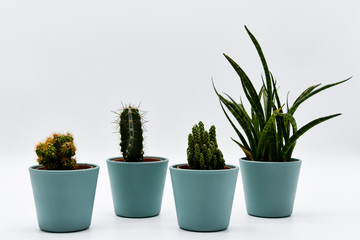 Four different types of cactus in pastel-colored pots