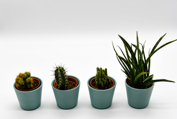 Four different types of cactus in pastel-colored pots