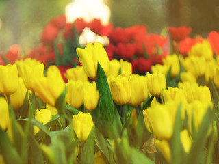 tulip garden blooming on season and filed fill full colorfull of flower 