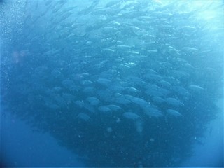 ギンガメアジの群れ