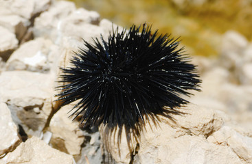 Black sea urchin on a rocks by the Adriatic sea at sunny day in Croatia, Close up of sea urchin...