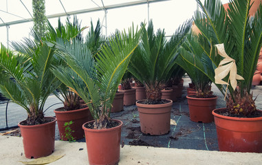 Soft focus green palm flower in pot, garden flower shop.