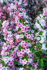 Blooming Weigela bush with pink and white flowers.