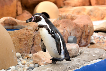 Naklejka premium The Humboldt penguin (Spheniscus humboldti) bird of the penguin family with a black beak living mainly in Chile and Peru.
