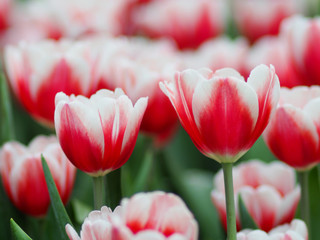 tulip garden blooming on season and filed fill full colorfull of flower 