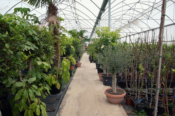 Soft focus pots with different palm flower and flowers in garden flower shop.