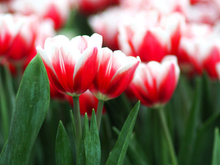 tulip garden blooming on season and filed fill full colorfull of flower 