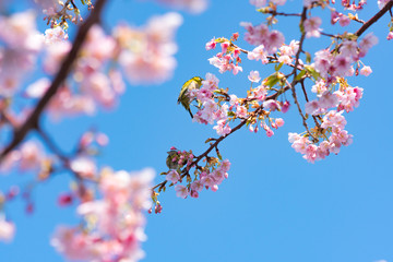 桜とメジロ