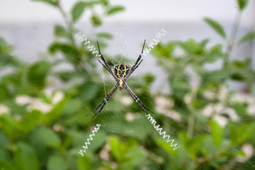 spider on a web