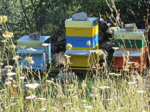 Apiario